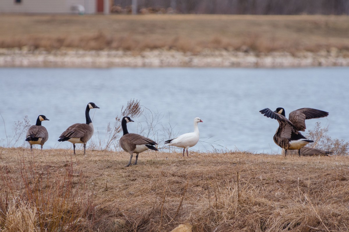 Snow Goose - ML616065495