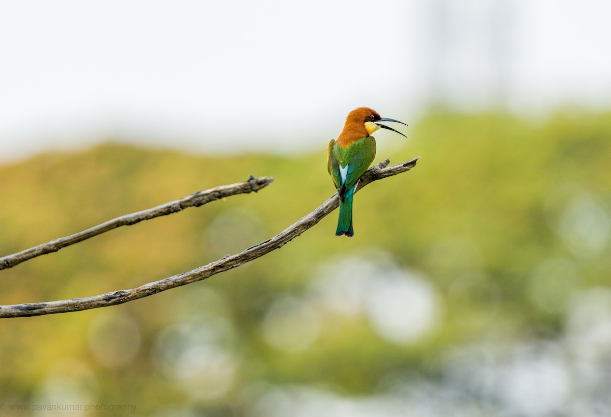 Chestnut-headed Bee-eater - Pavan Kumar