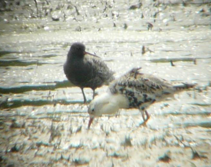 Spotted Redshank - ML616065616
