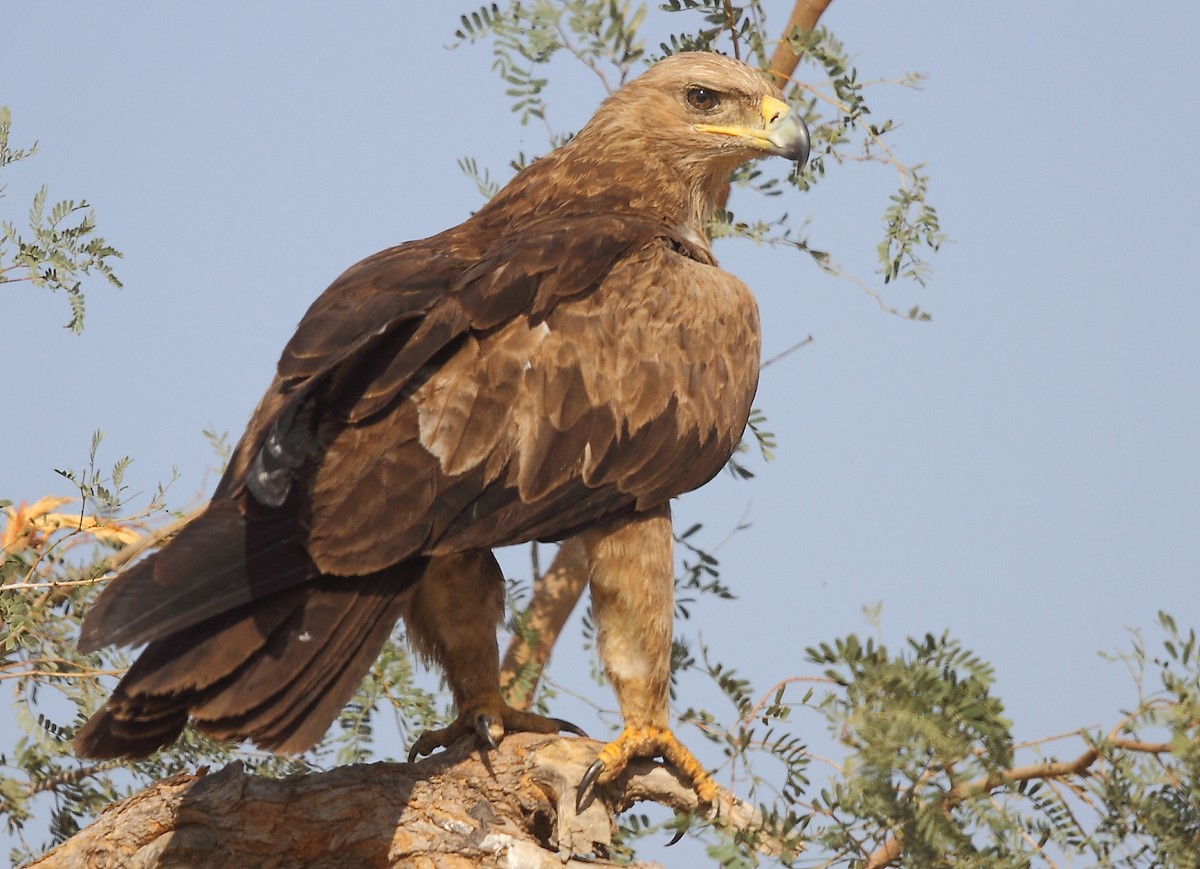 Steppe Eagle - ML616065620