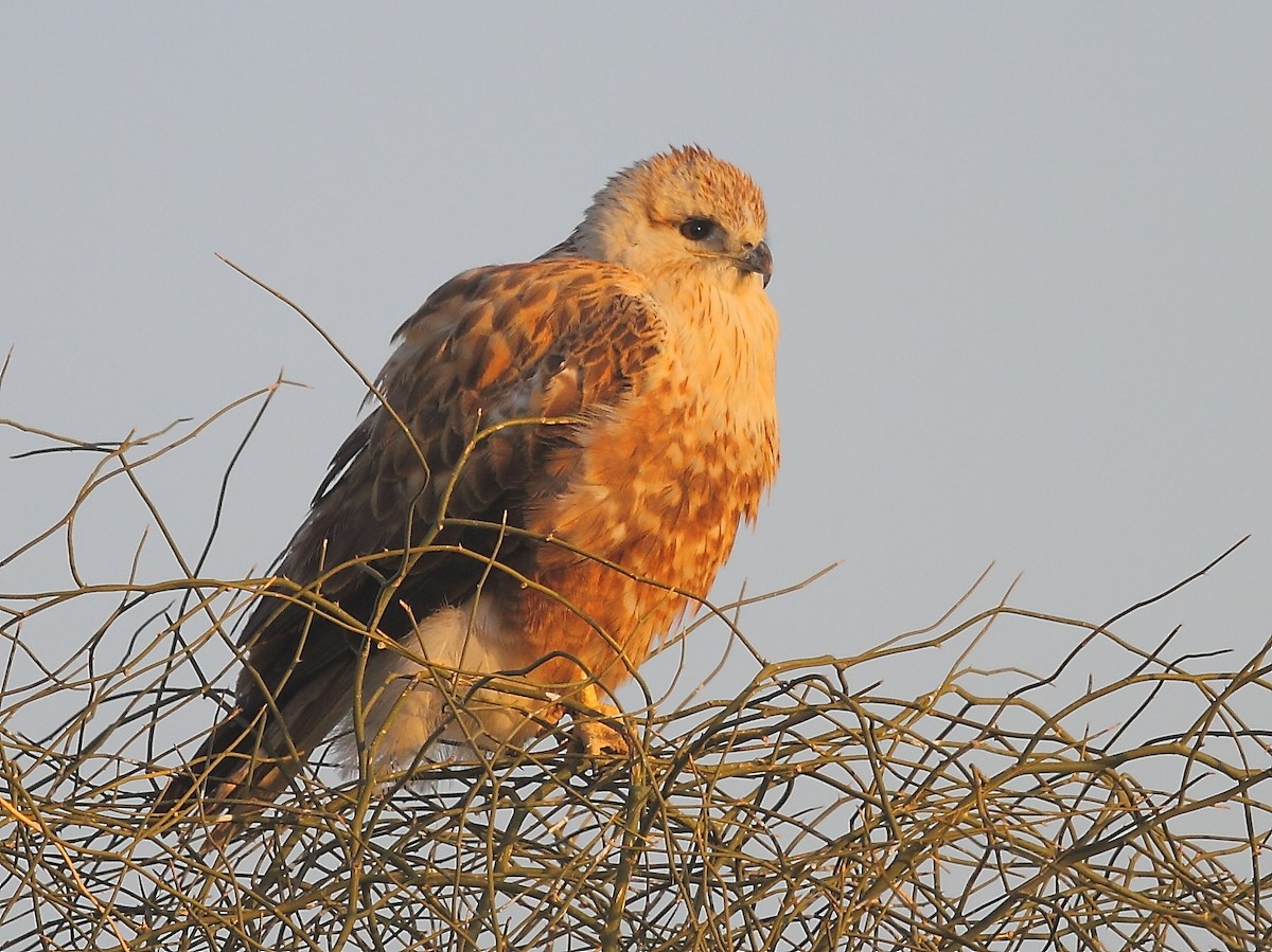 Long-legged Buzzard - ML616065626