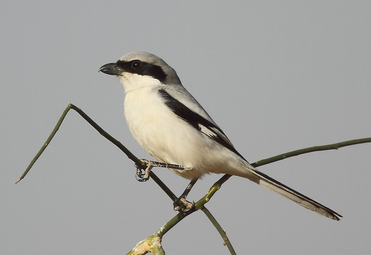 Great Gray Shrike (Indian) - ML616065646