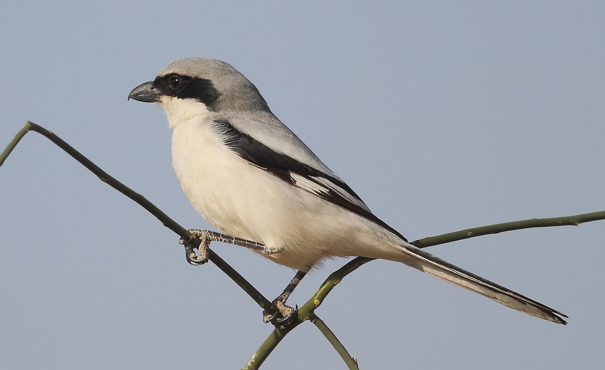 Great Gray Shrike (Indian) - ML616065647