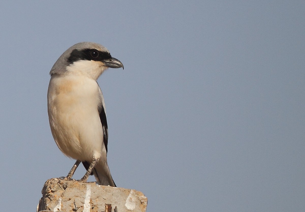 Great Gray Shrike (Indian) - ML616065648