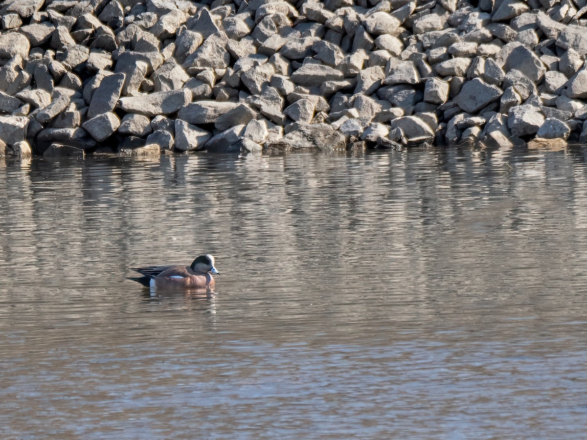 American Wigeon - ML616065656