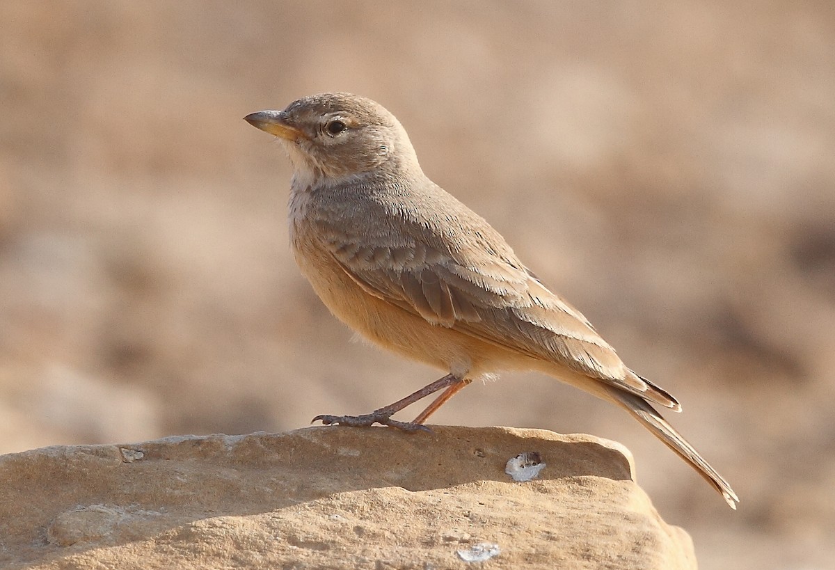 Desert Lark - ML616065658