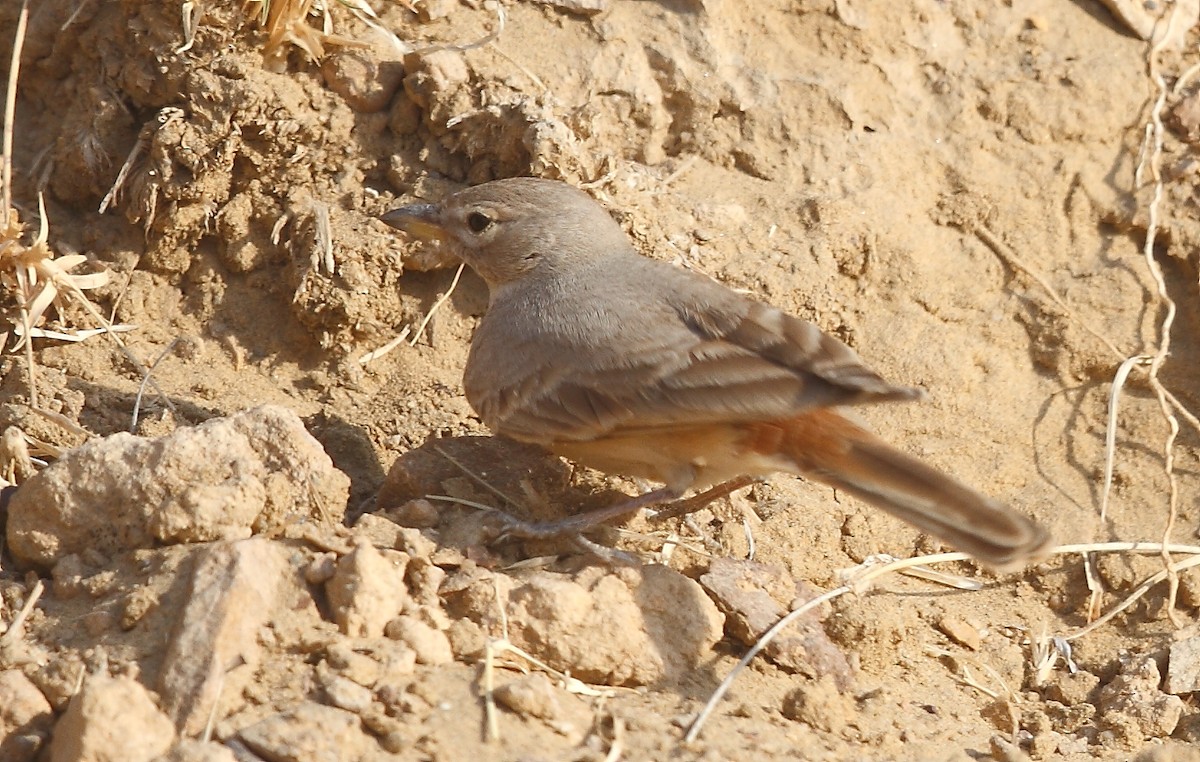 Desert Lark - ML616065660