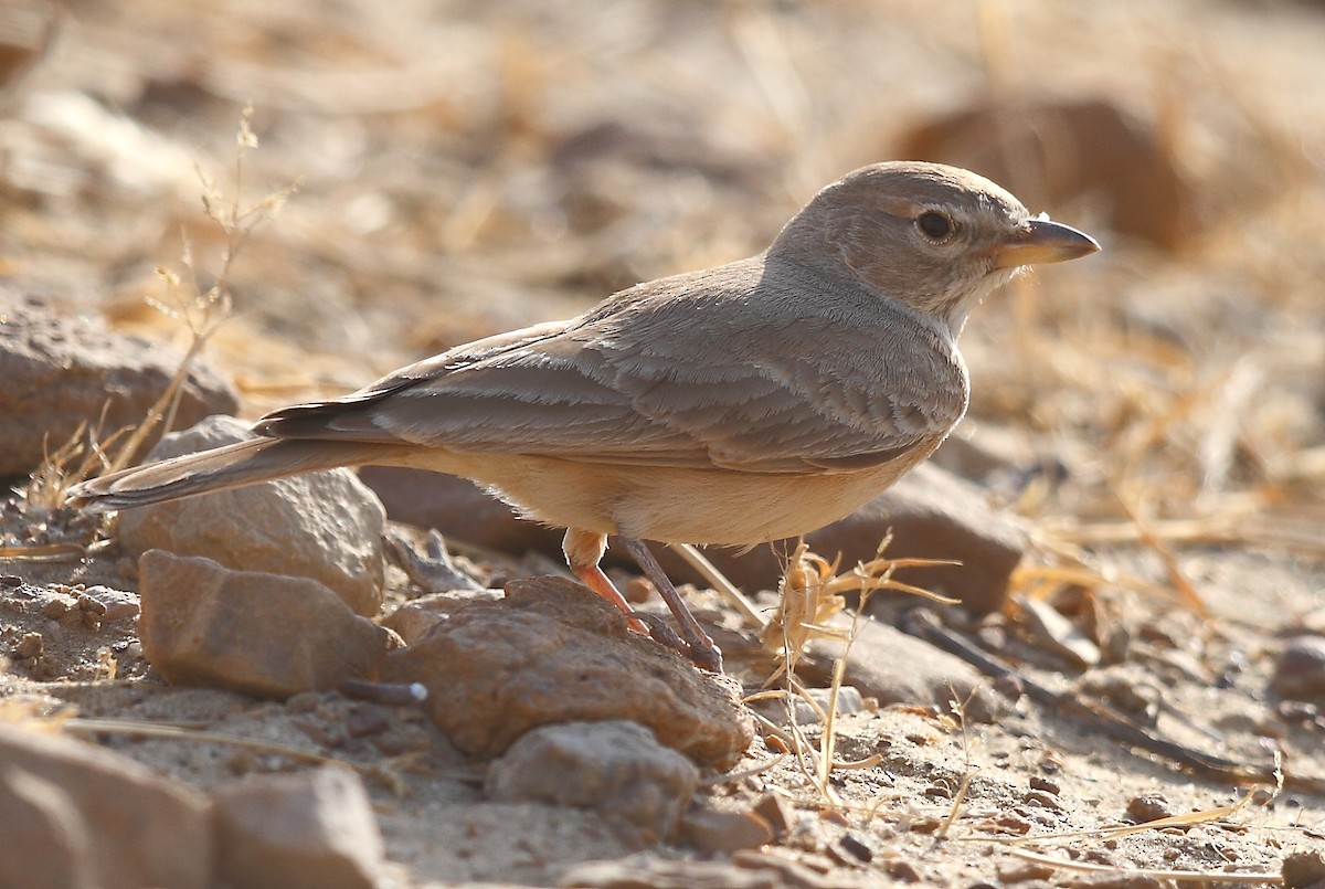 Desert Lark - ML616065661