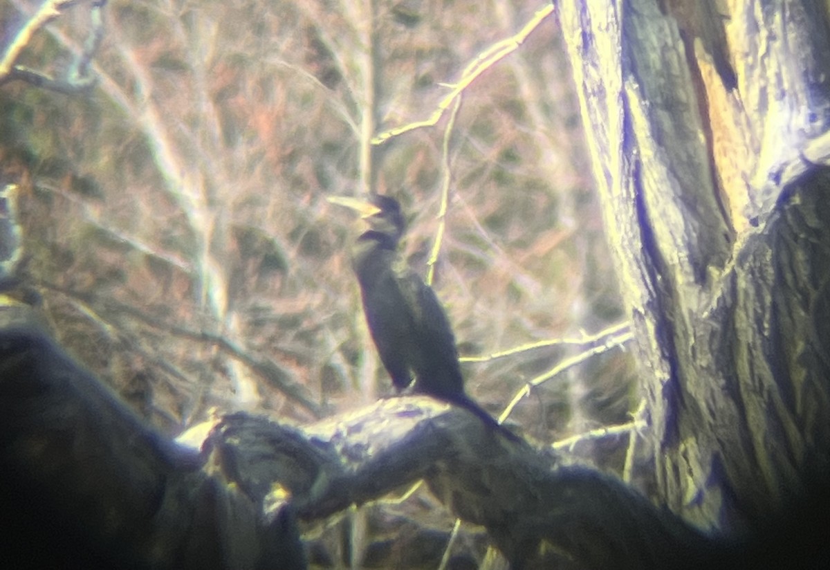 Neotropic Cormorant - Alex Colucci