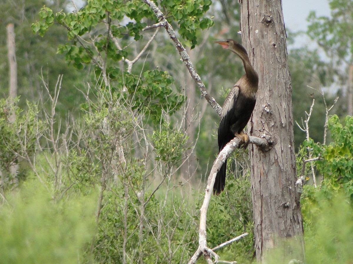 Amerika-Schlangenhalsvogel - ML616065786