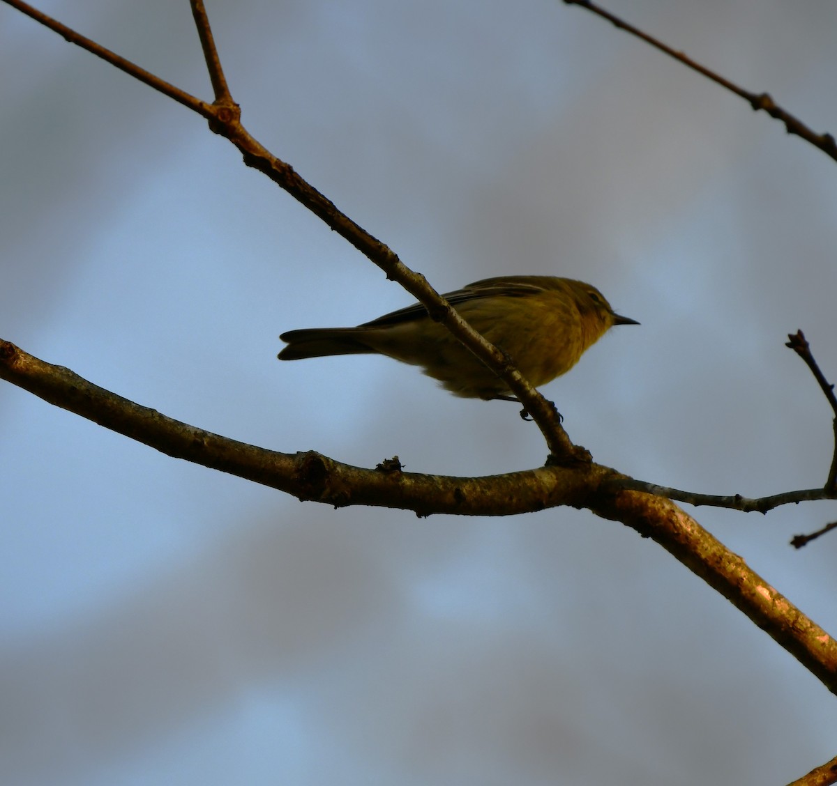 Pine Warbler - ML616065790