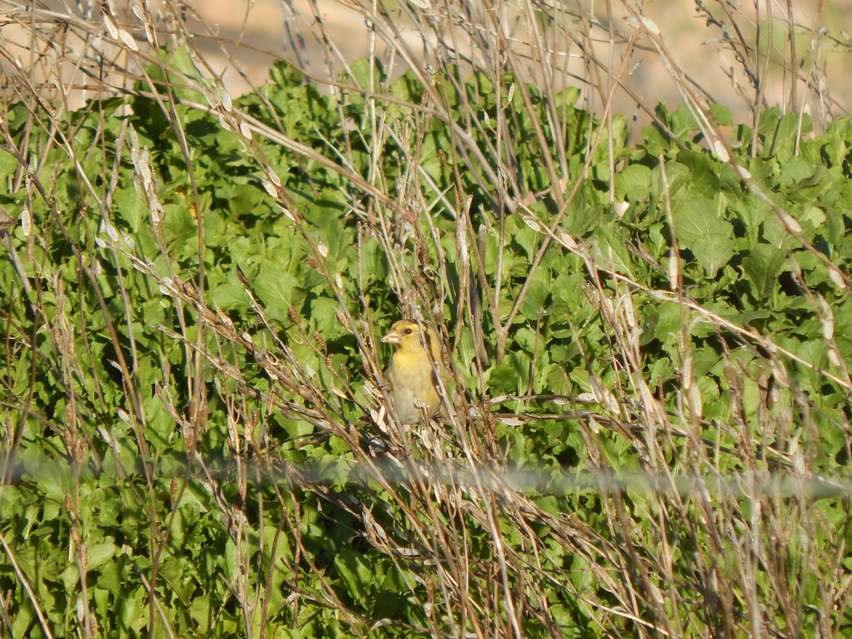 Jilguero sp. (Spinus sp.) - ML616065829