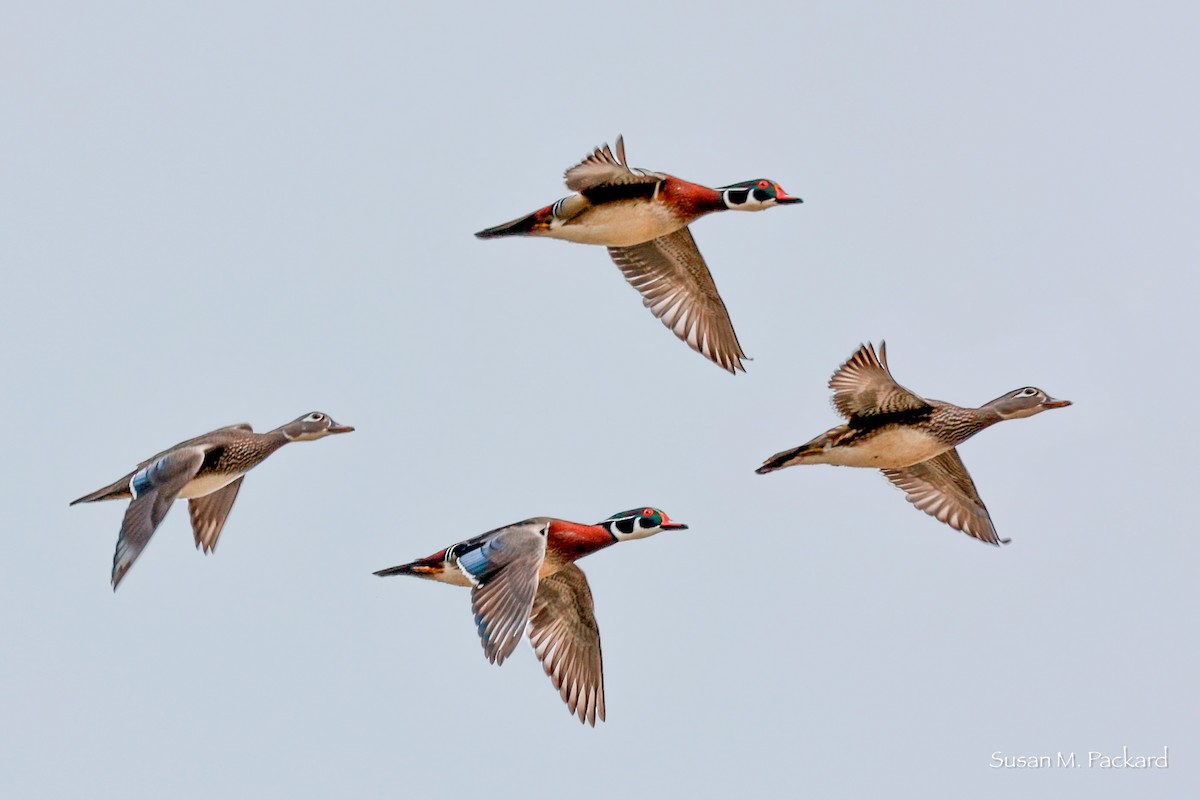 Wood Duck - ML616065835