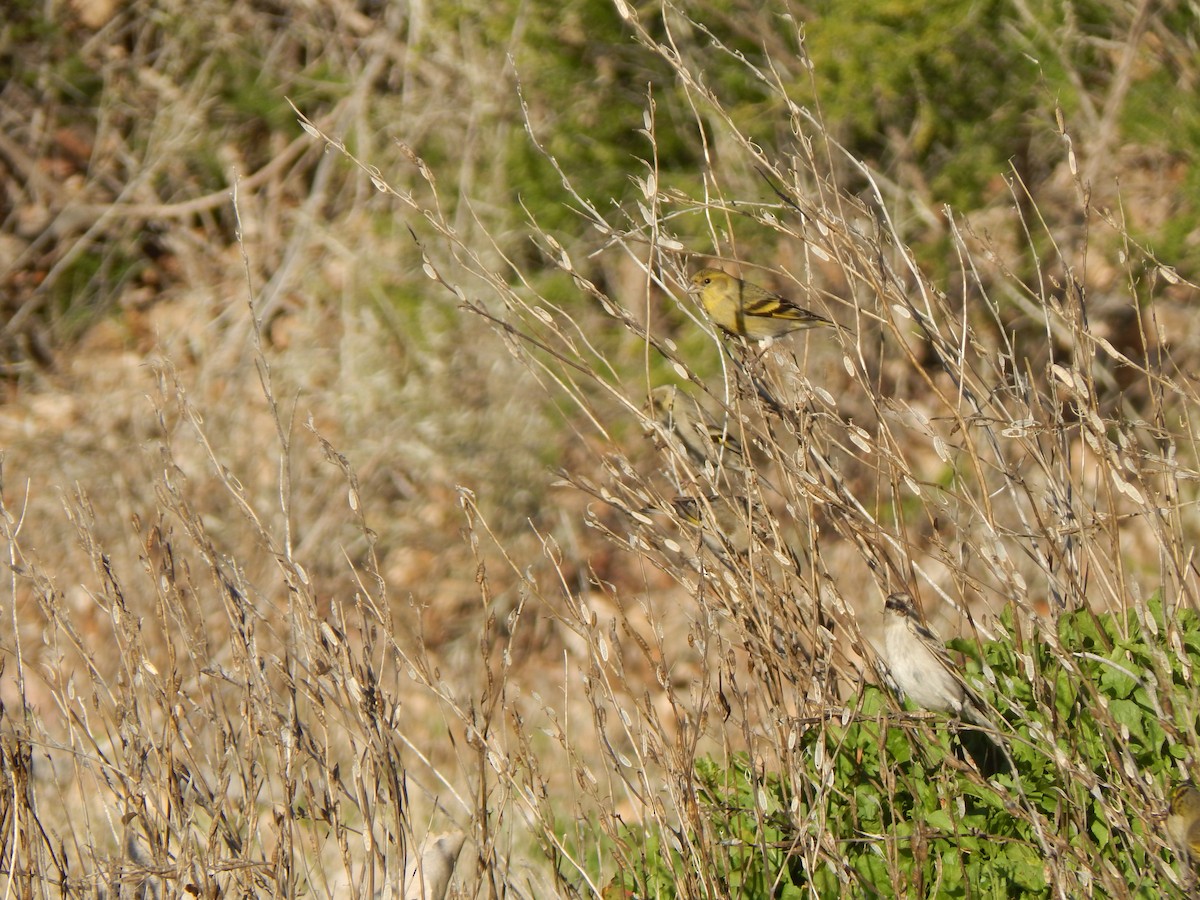 tanımsız Spinus sp. - ML616065838