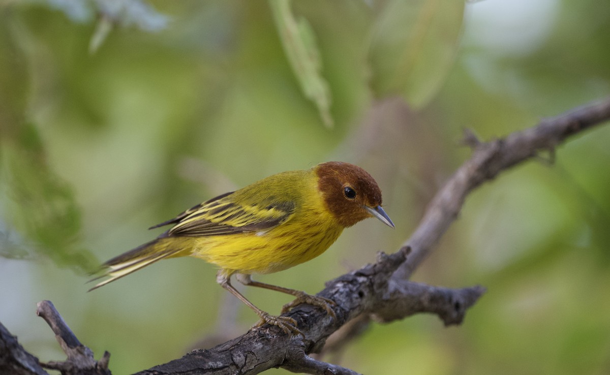 Yellow Warbler (Mangrove) - David Wallace