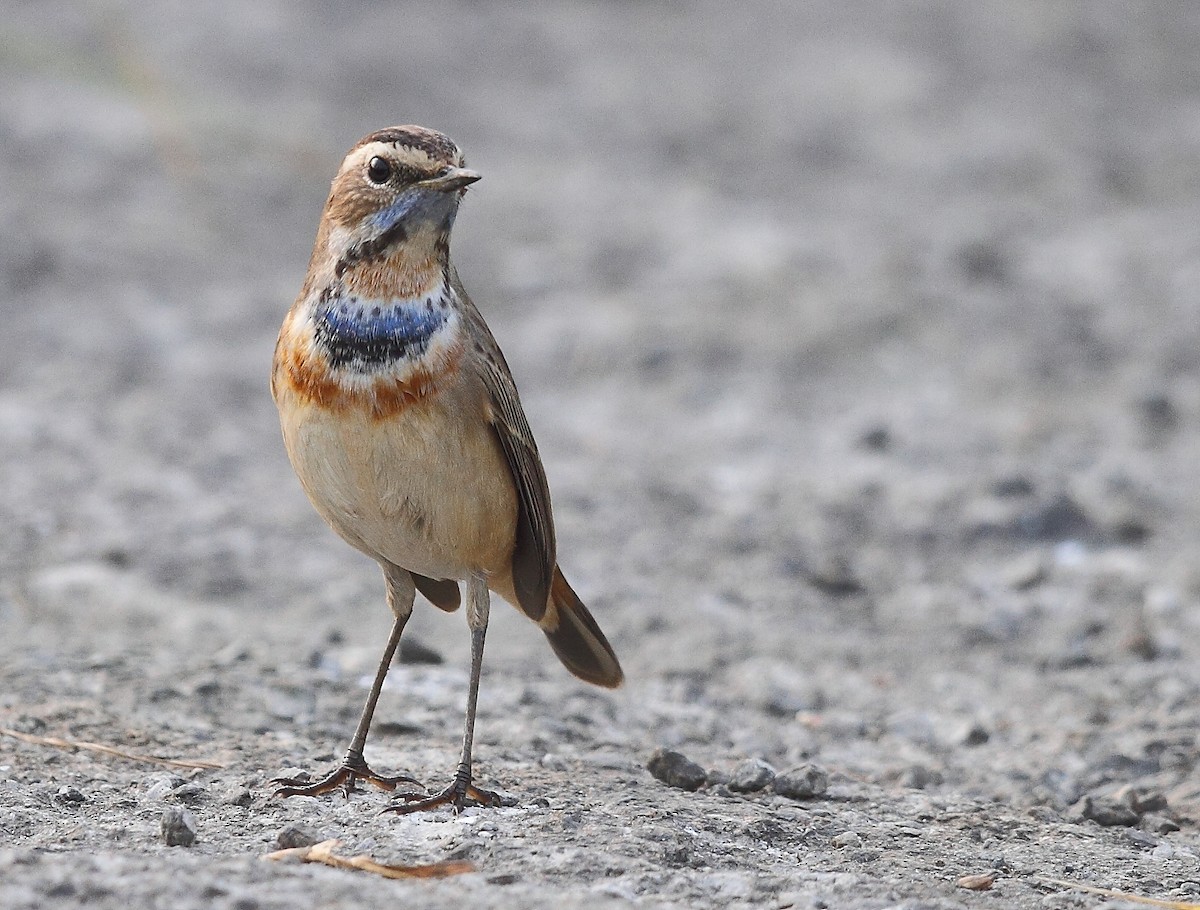 Bluethroat - ML616065935