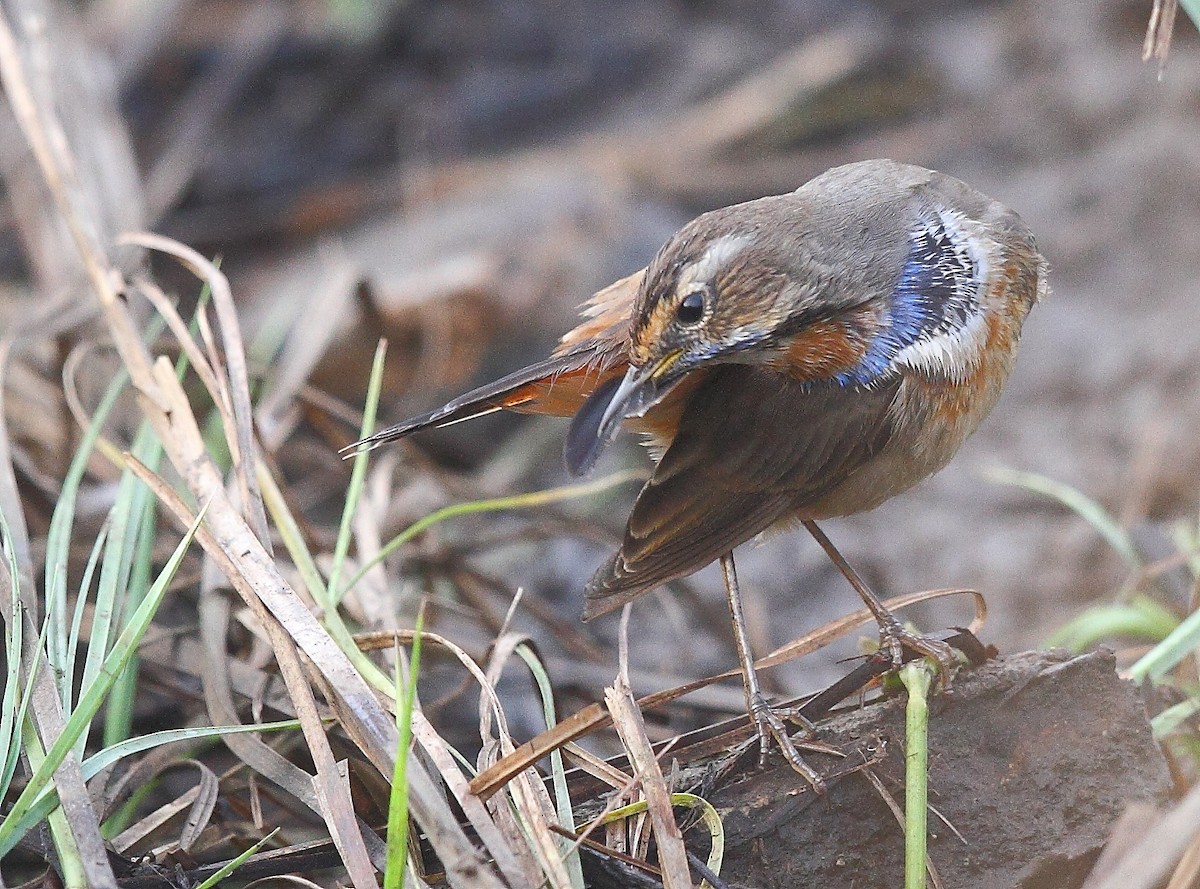 Bluethroat - ML616065936