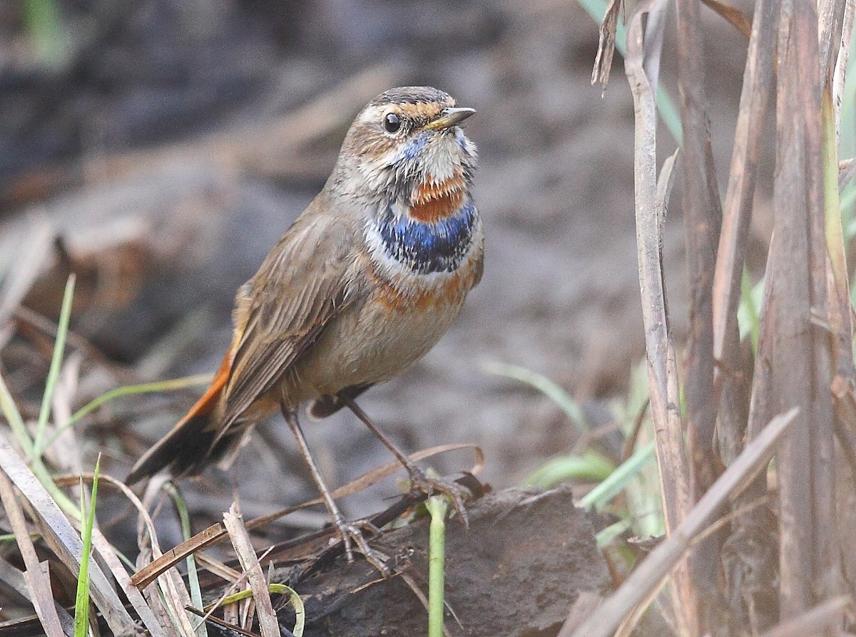 Bluethroat - ML616065937