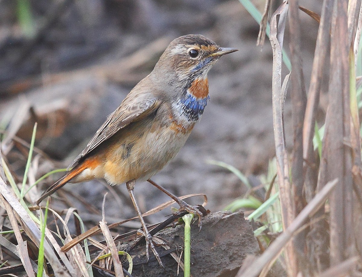 Bluethroat - ML616065938