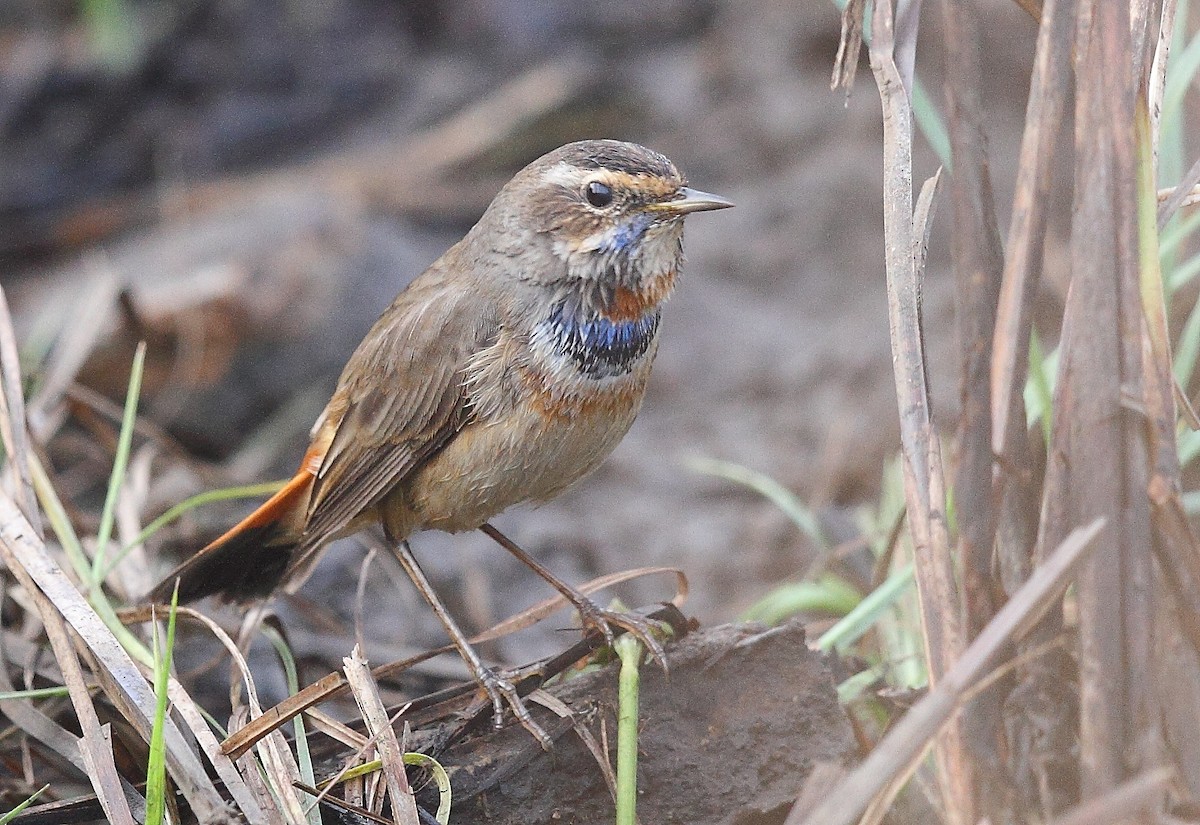 Bluethroat - ML616065939