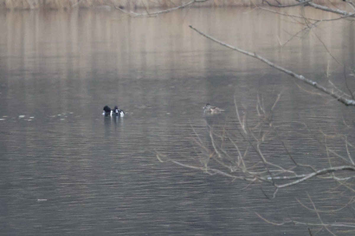 Ring-necked Duck - ML616065959