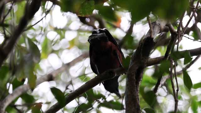 Lidth's Jay - ML616065961