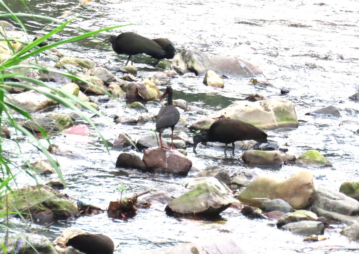 Green Ibis - ML616065982