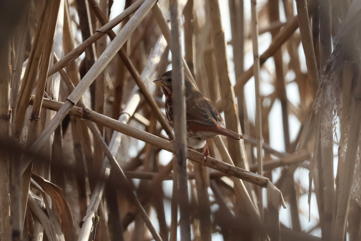 Fox Sparrow - ML616066031