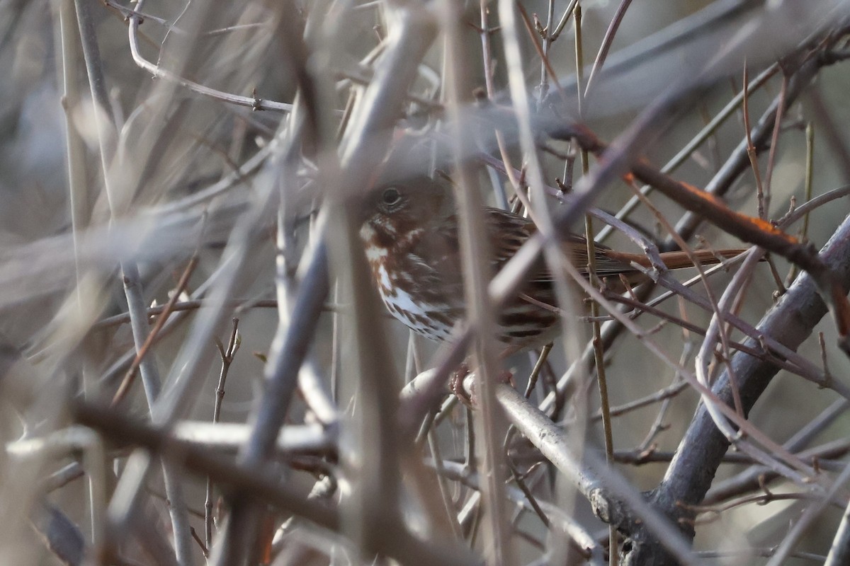 Fox Sparrow - ML616066032