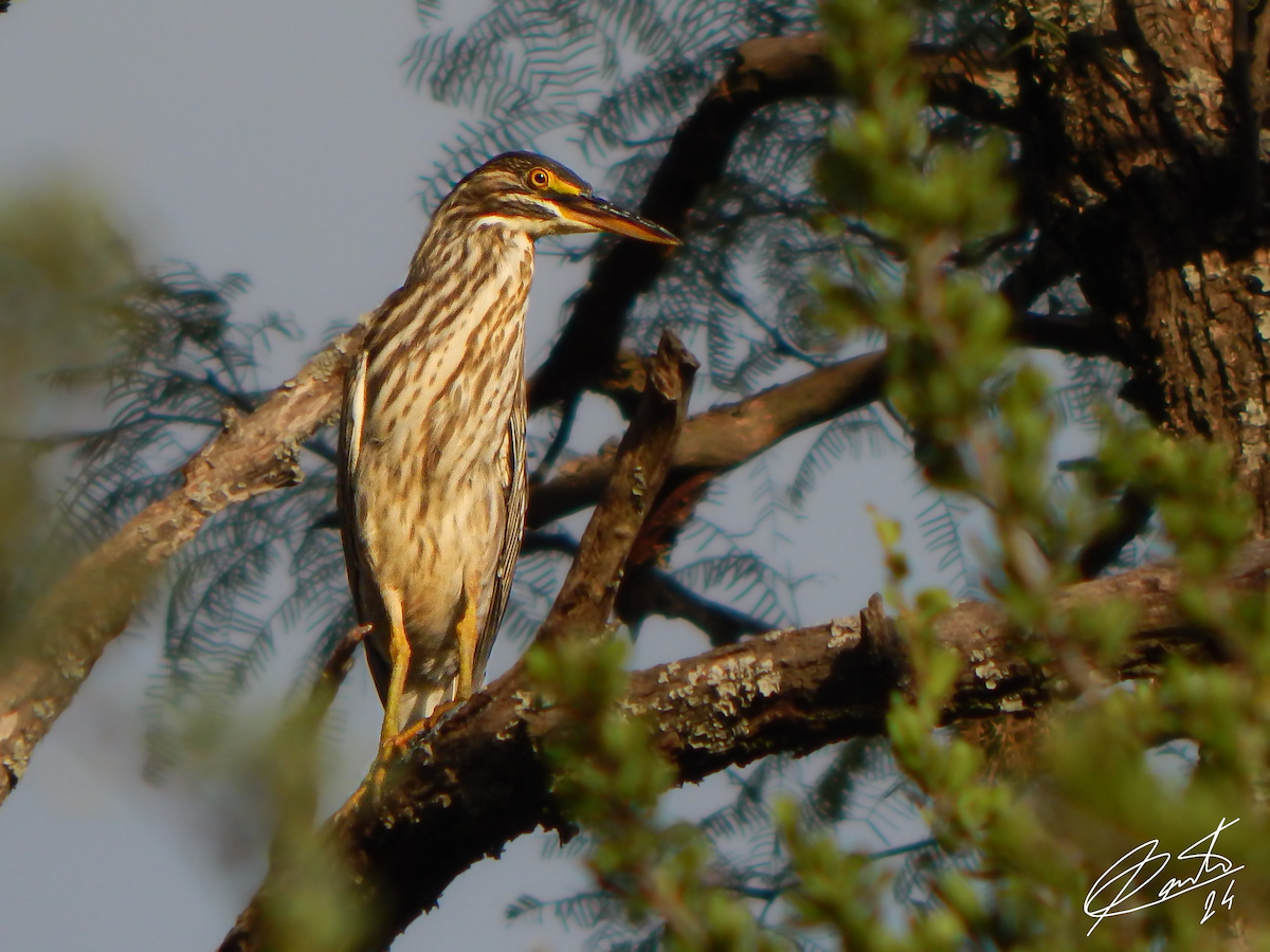 Striated Heron - ML616066082