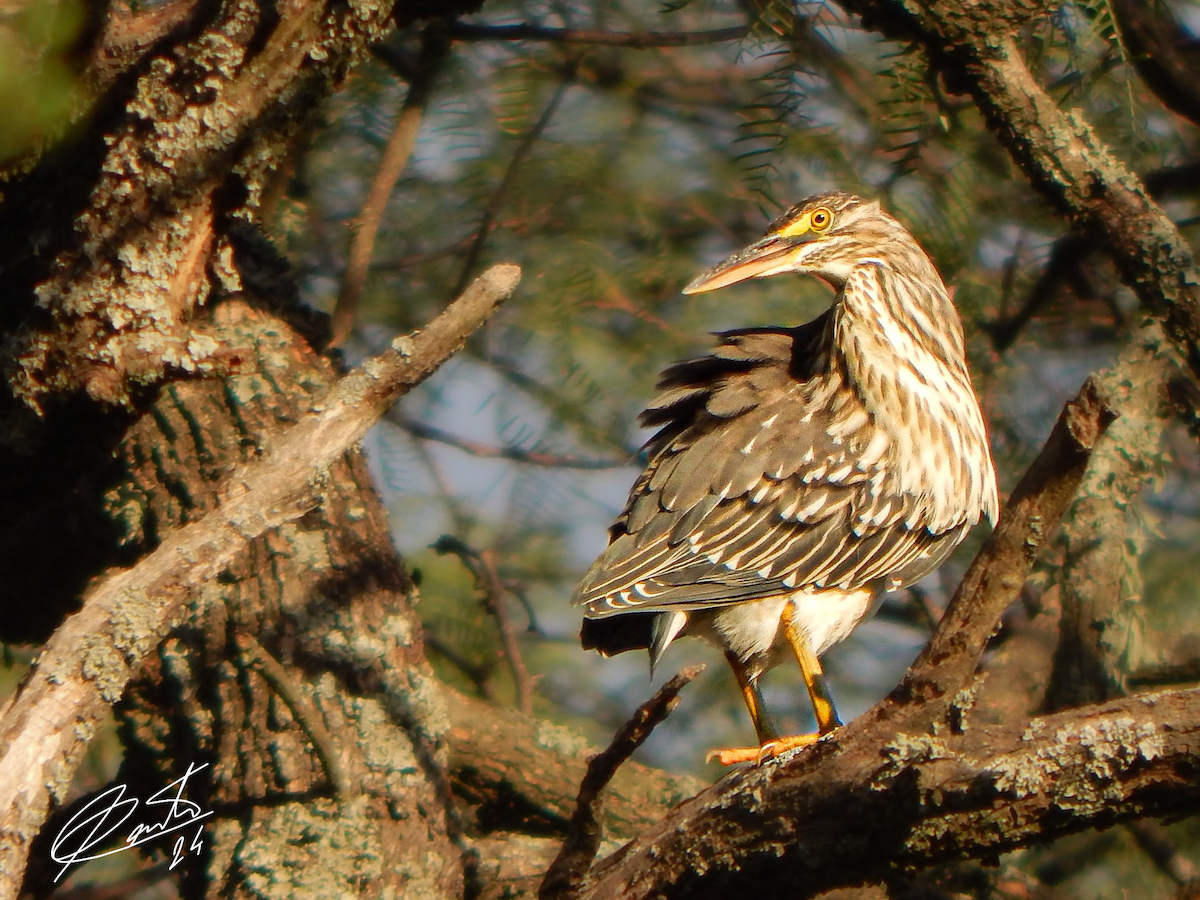 綠簑鷺 - ML616066083