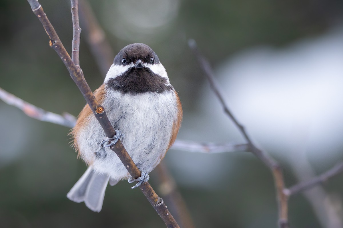 Chestnut-backed Chickadee - ML616066088