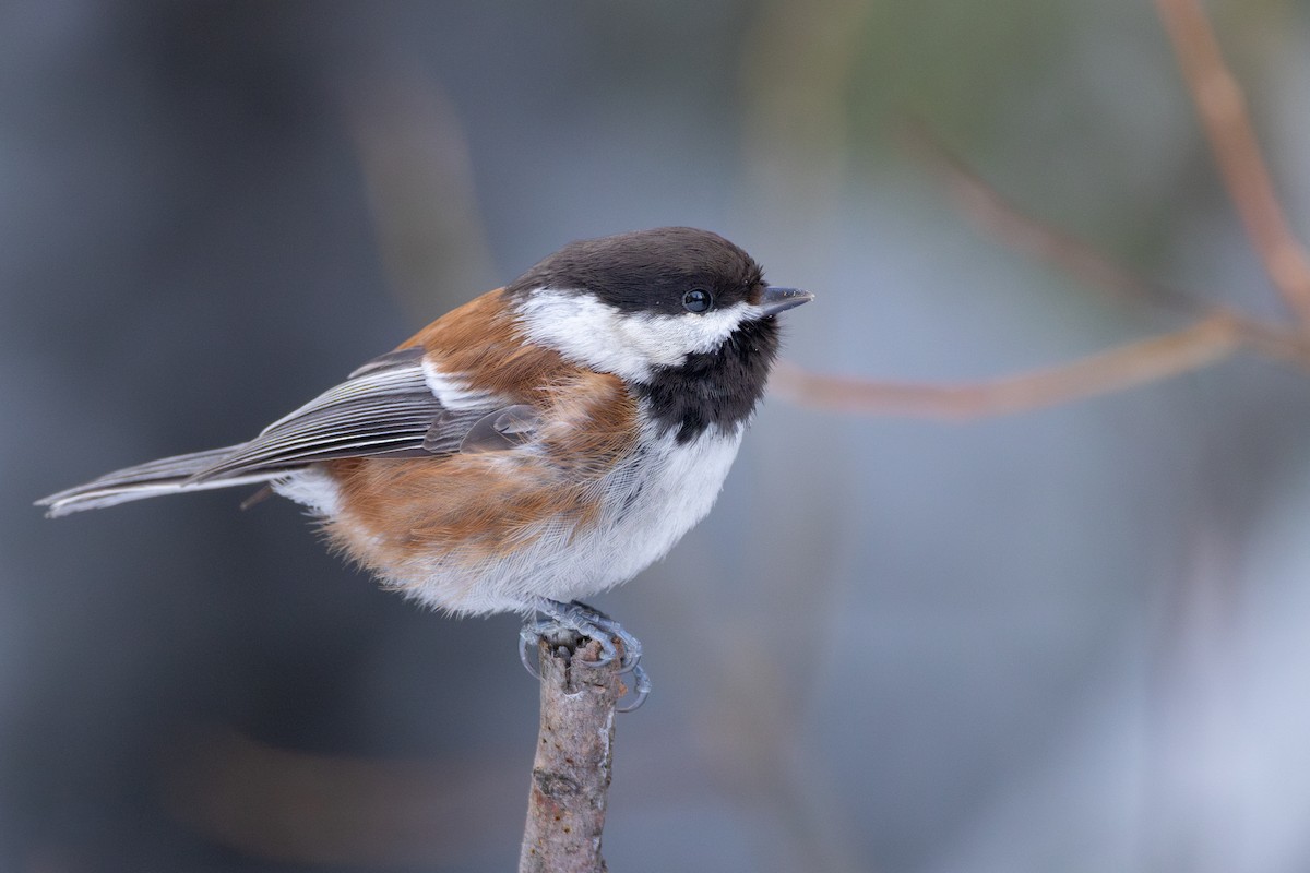 Chestnut-backed Chickadee - Rain Saulnier