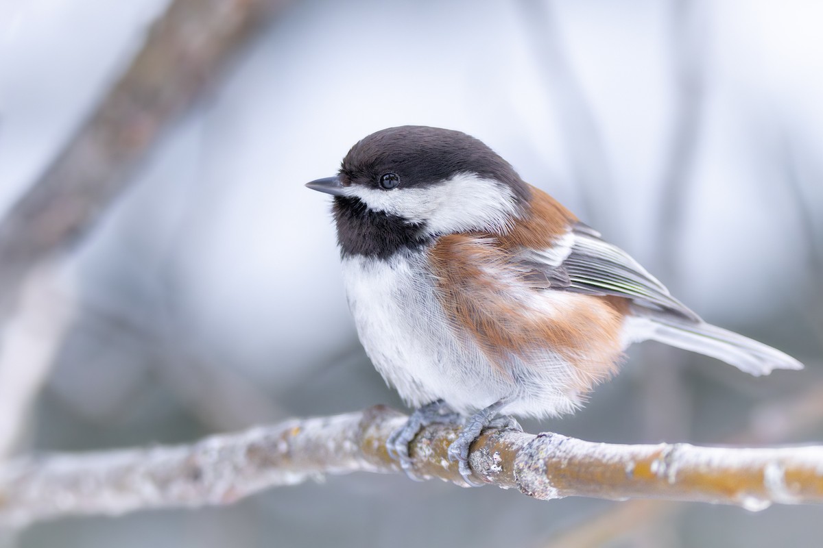 Chestnut-backed Chickadee - ML616066090