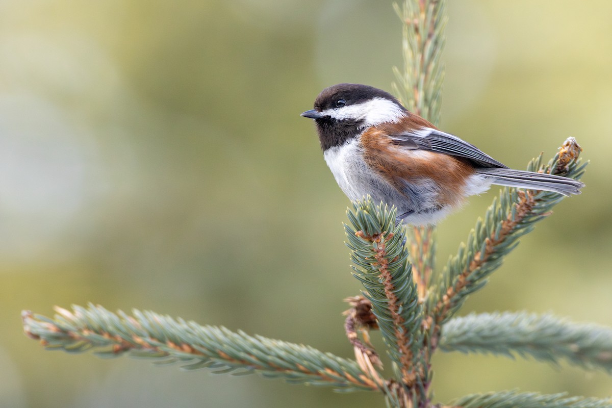 Chestnut-backed Chickadee - ML616066143