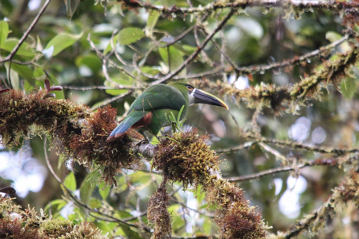 Toucanet à gorge blanche (albivitta/phaeolaemus) - ML616066157