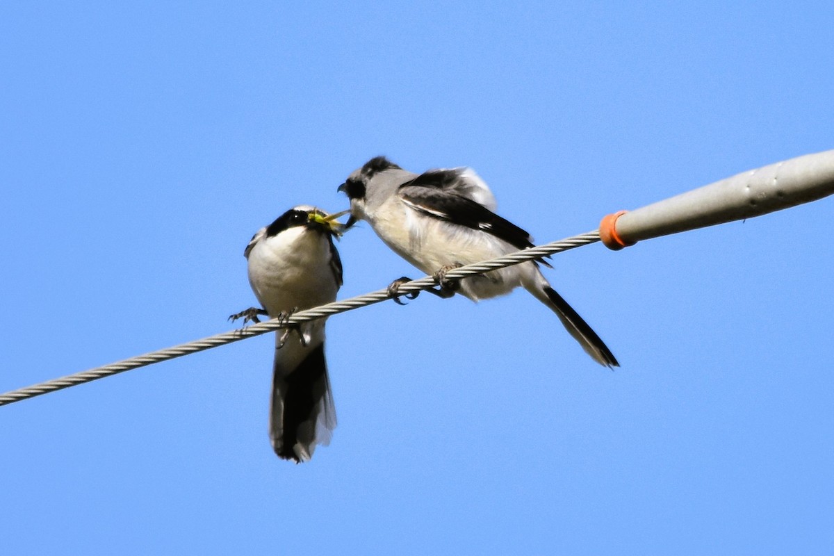 Loggerhead Shrike - ML616066160