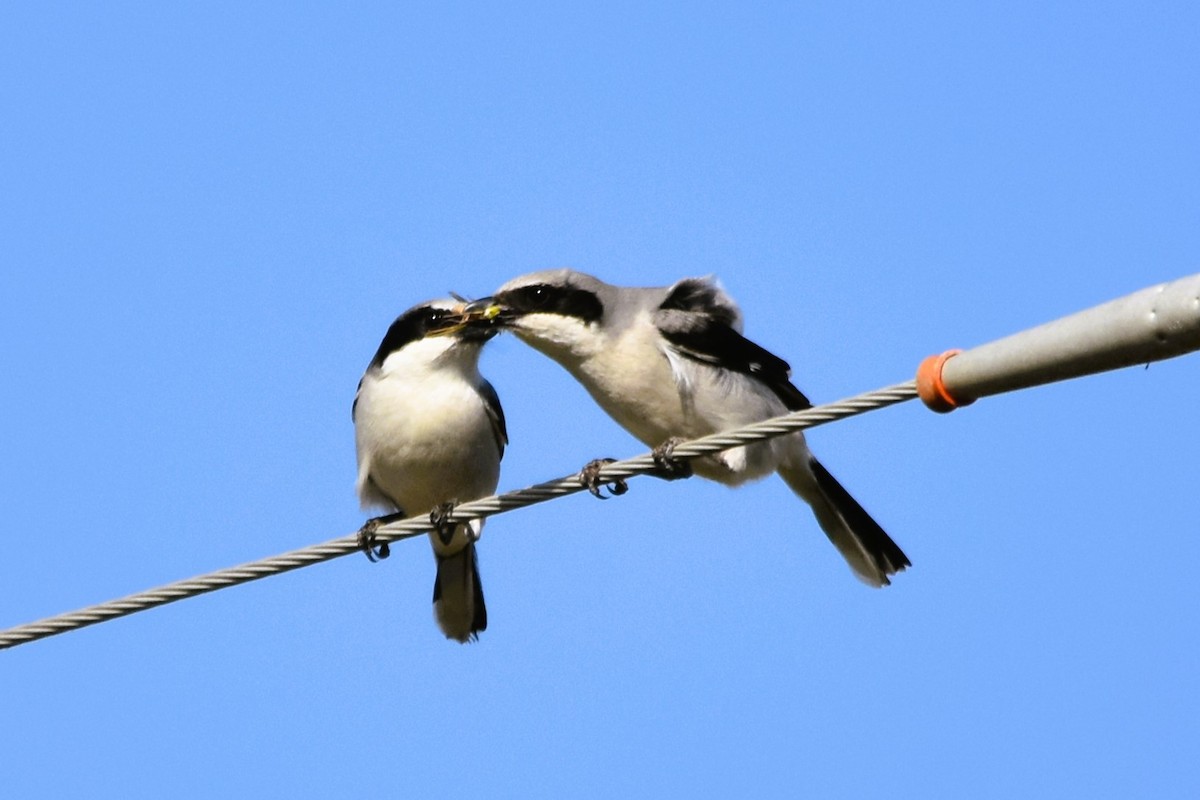 Loggerhead Shrike - ML616066166