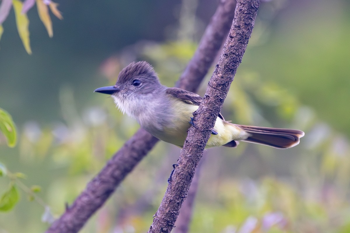 Lesser Antillean Flycatcher - ML616066184