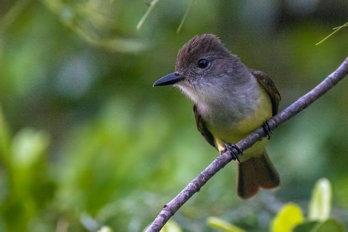 Lesser Antillean Flycatcher - ML616066185