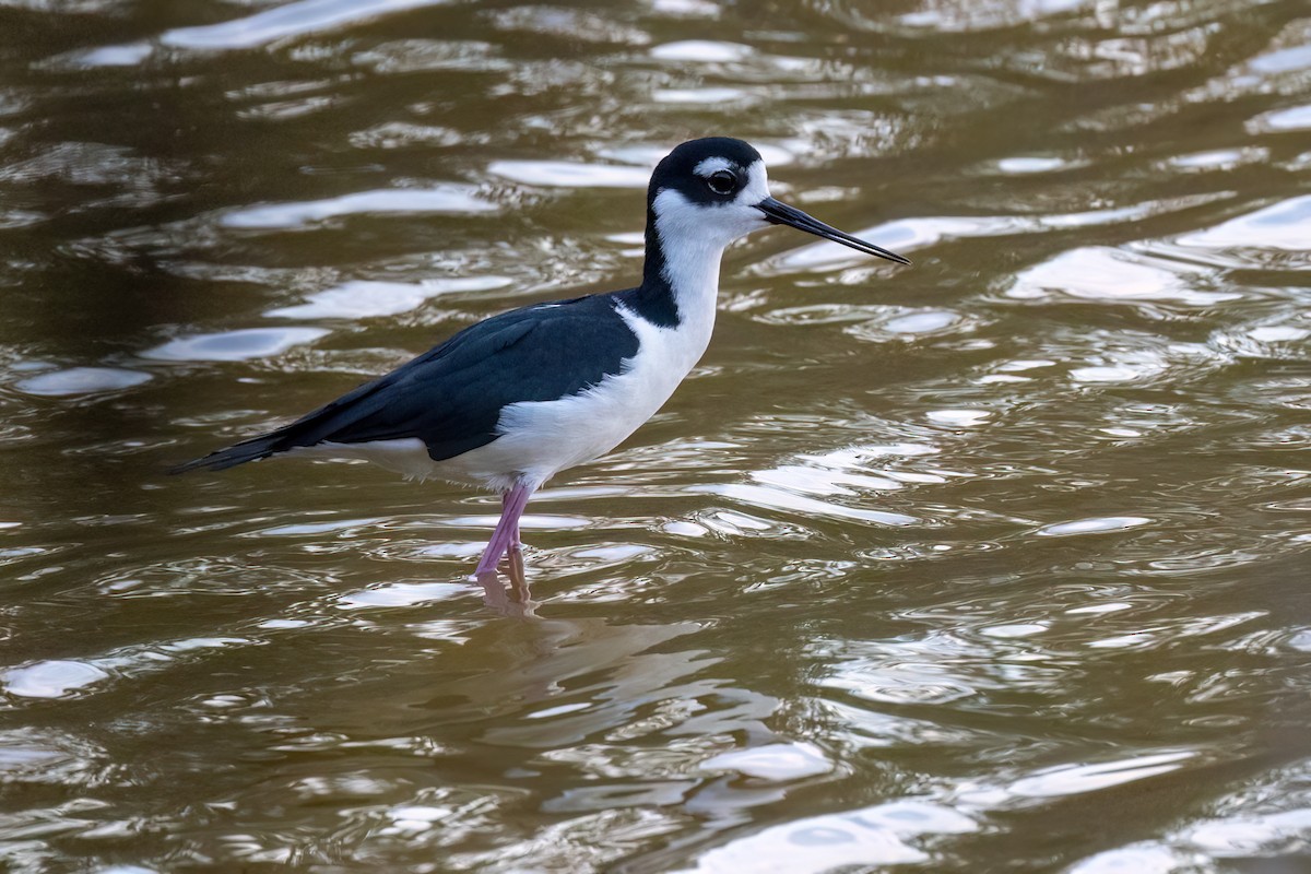 Schwarznacken-Stelzenläufer - ML616066188