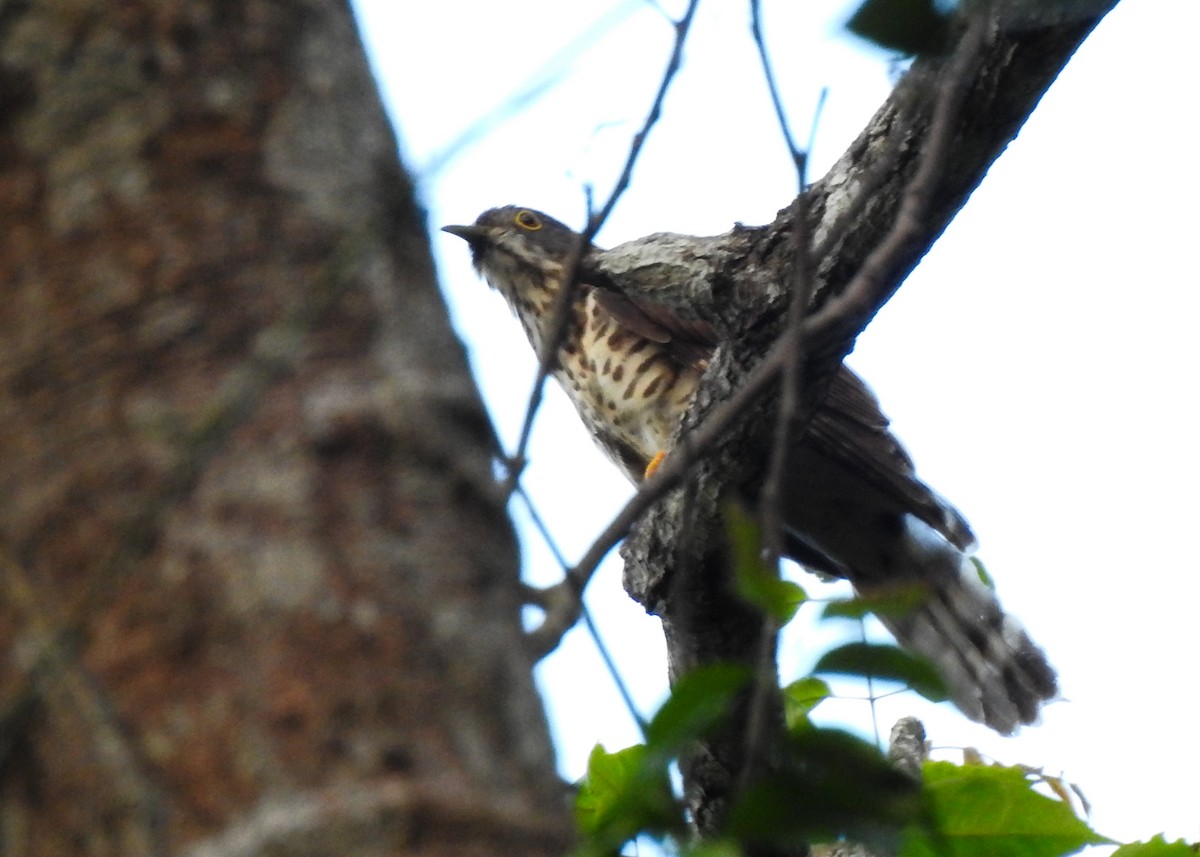 Large Hawk-Cuckoo - ML616066193