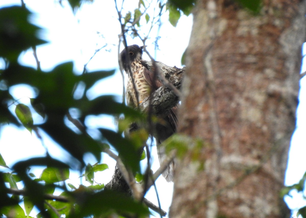 Large Hawk-Cuckoo - ML616066194