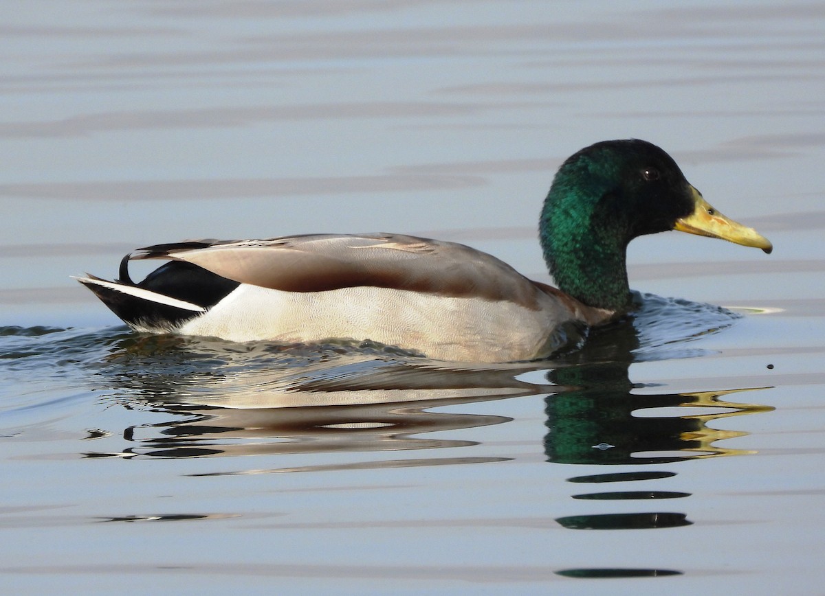 Canard colvert - ML616066198