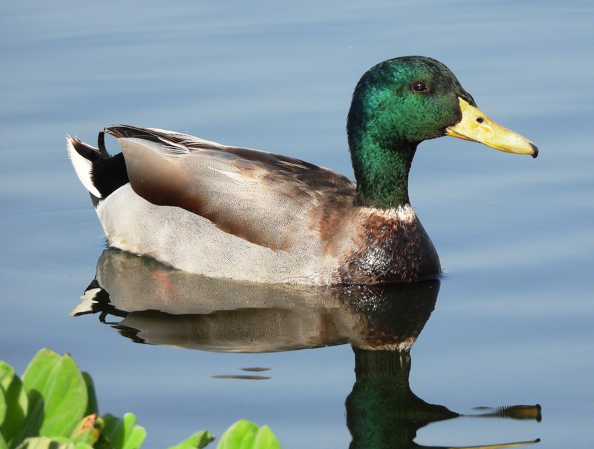 Canard colvert - ML616066199