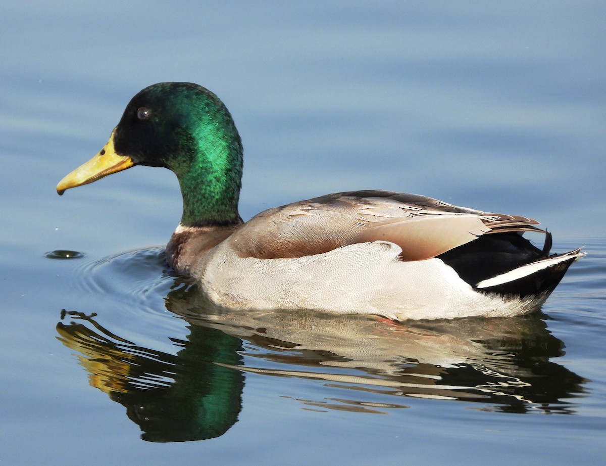 Canard colvert - ML616066201