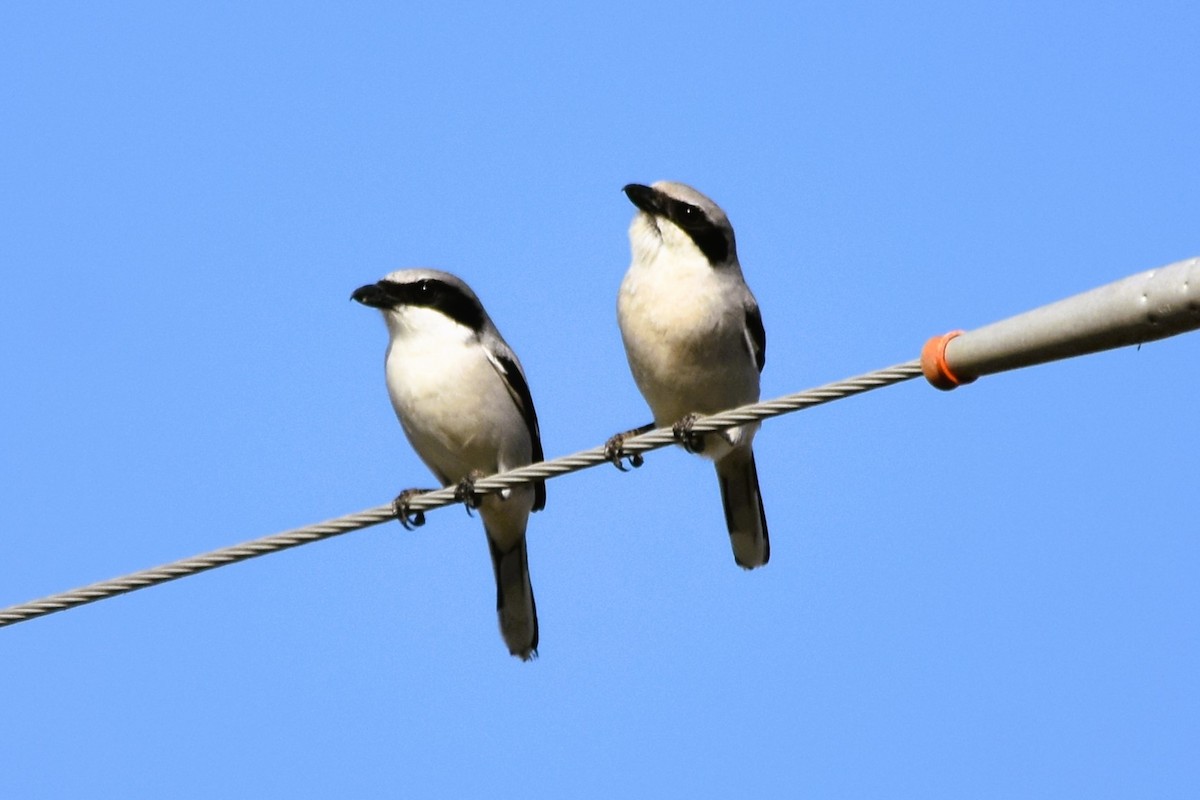 Loggerhead Shrike - ML616066219