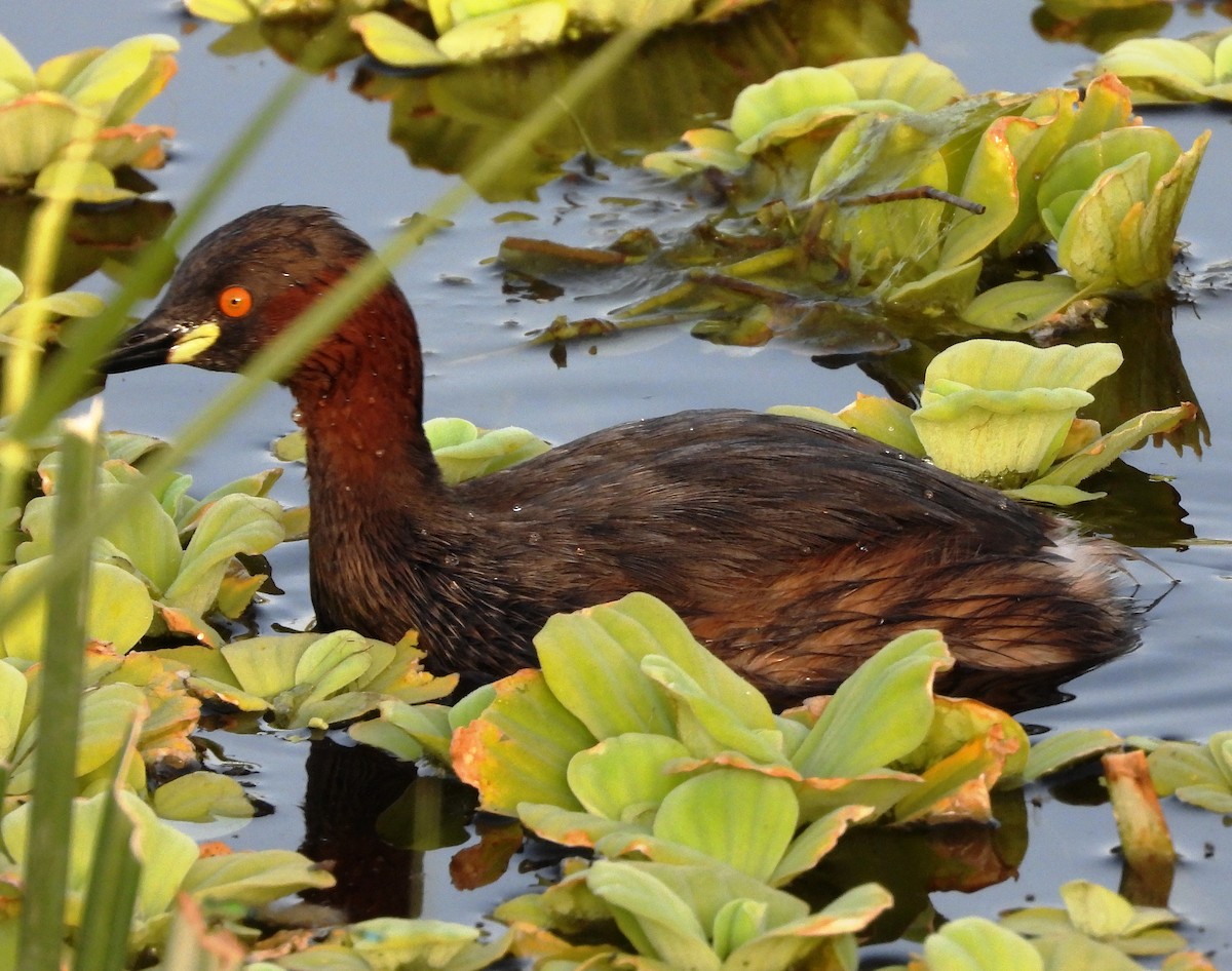 Little Grebe - Vivek Sharma