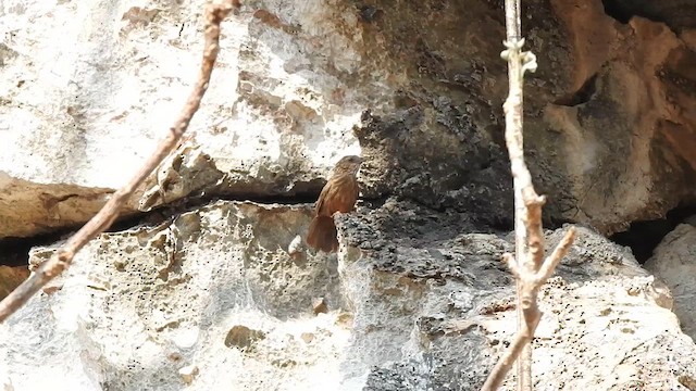Rufous Limestone Babbler - ML616066229