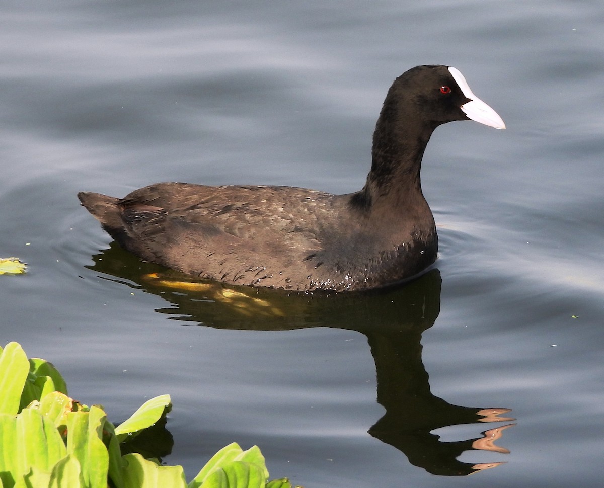 Eurasian Coot - ML616066234